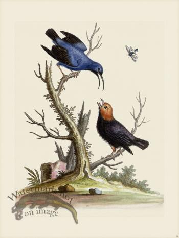 Edwards 021 Blue Creeper